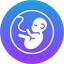 pregnant lady womb